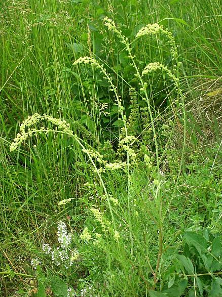 Reseda lutea / Reseda comune